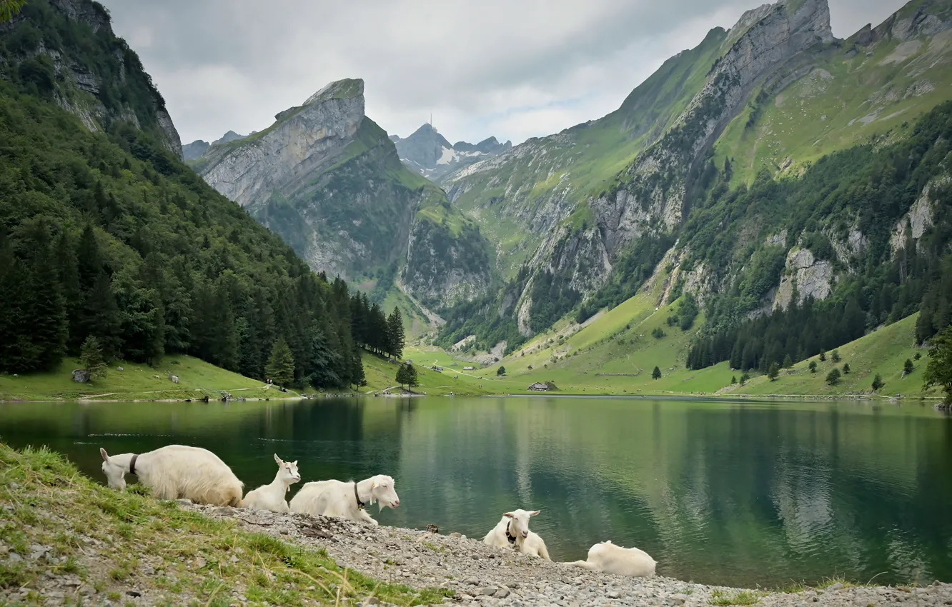 Photo wallpaper stay, mountains, shore, white, goat, pond, slope