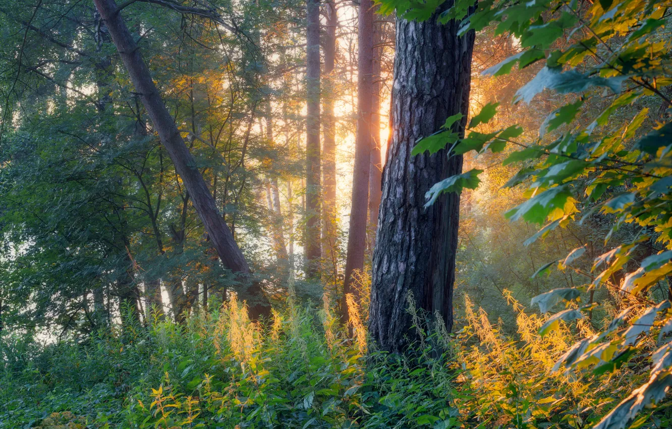 Photo wallpaper forest, the sun, trees, branches, fog, foliage, morning, trunk