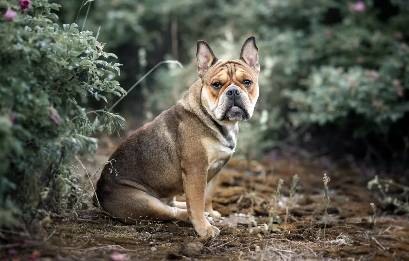 Photo wallpaper forest, look, puppy, cute