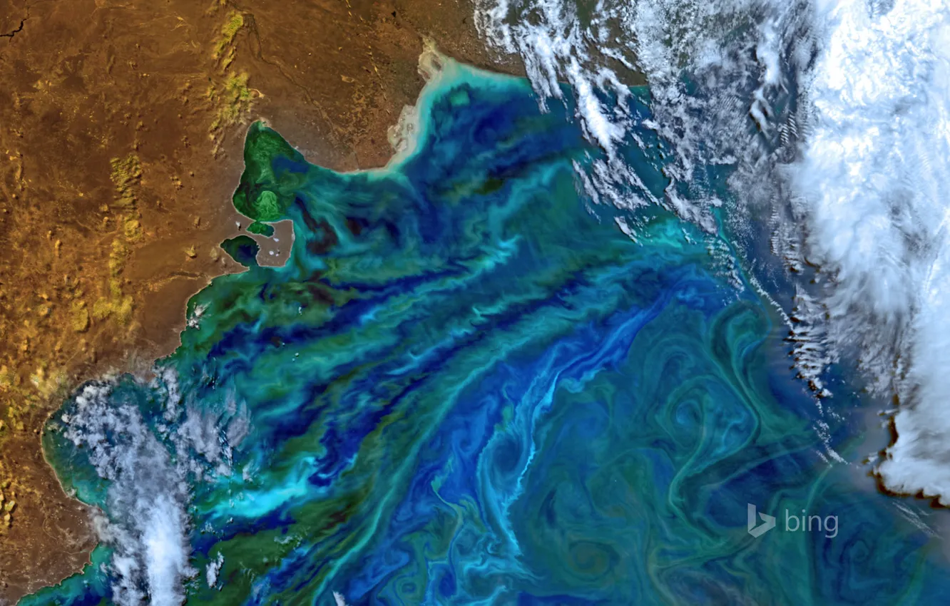 Photo wallpaper photo, satellite, NASA, South America, phytoplankton, Atlantic coast