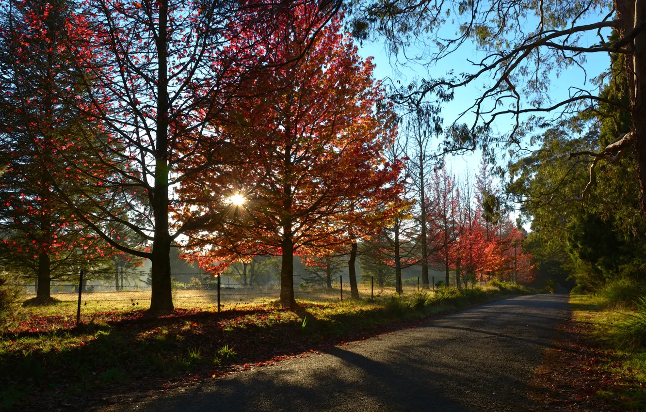 Photo wallpaper road, autumn, the sky, the sun, rays, trees, sunset
