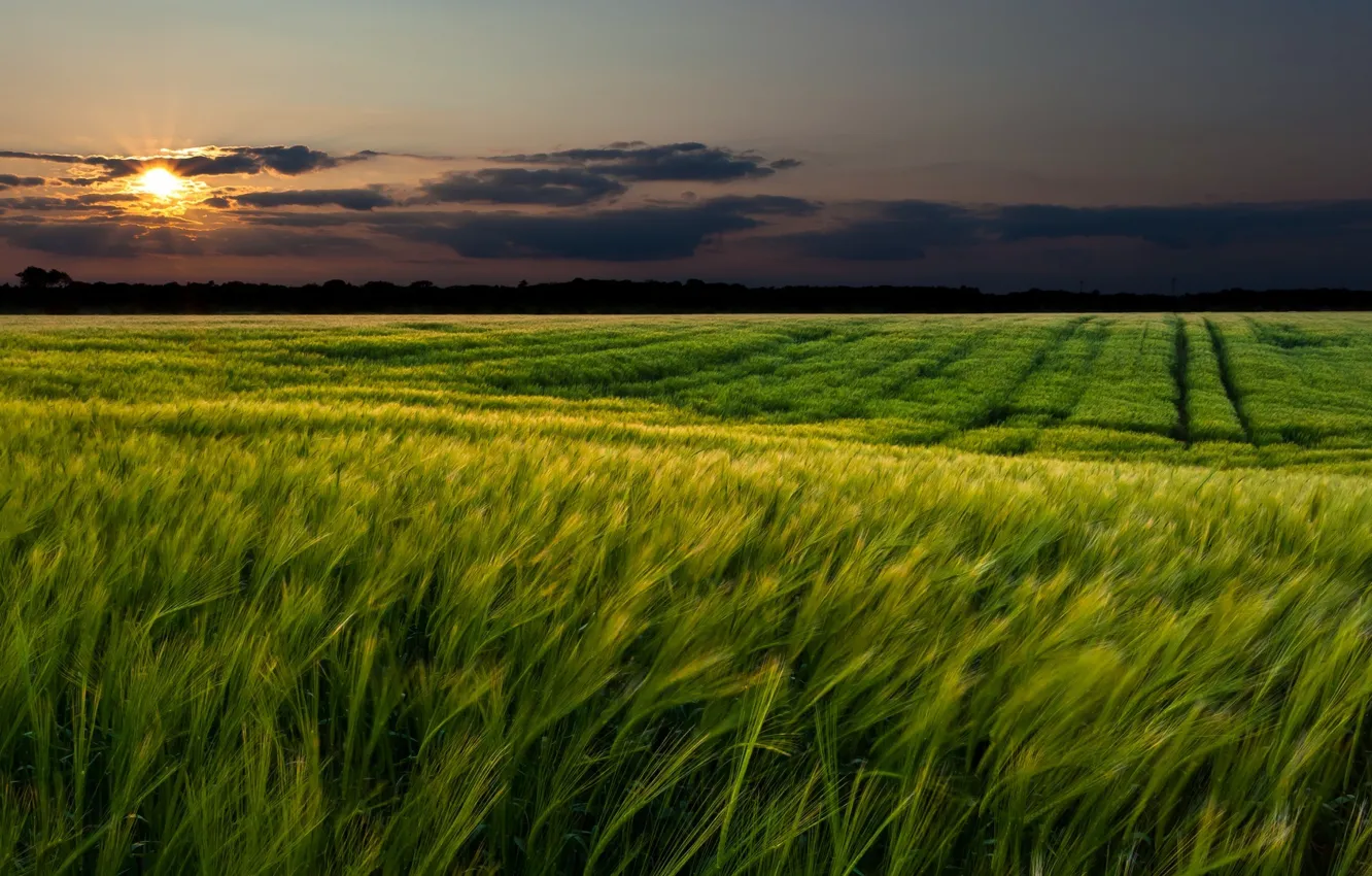 Photo wallpaper wheat, greens, field, the sky, grass, the sun, clouds, landscape
