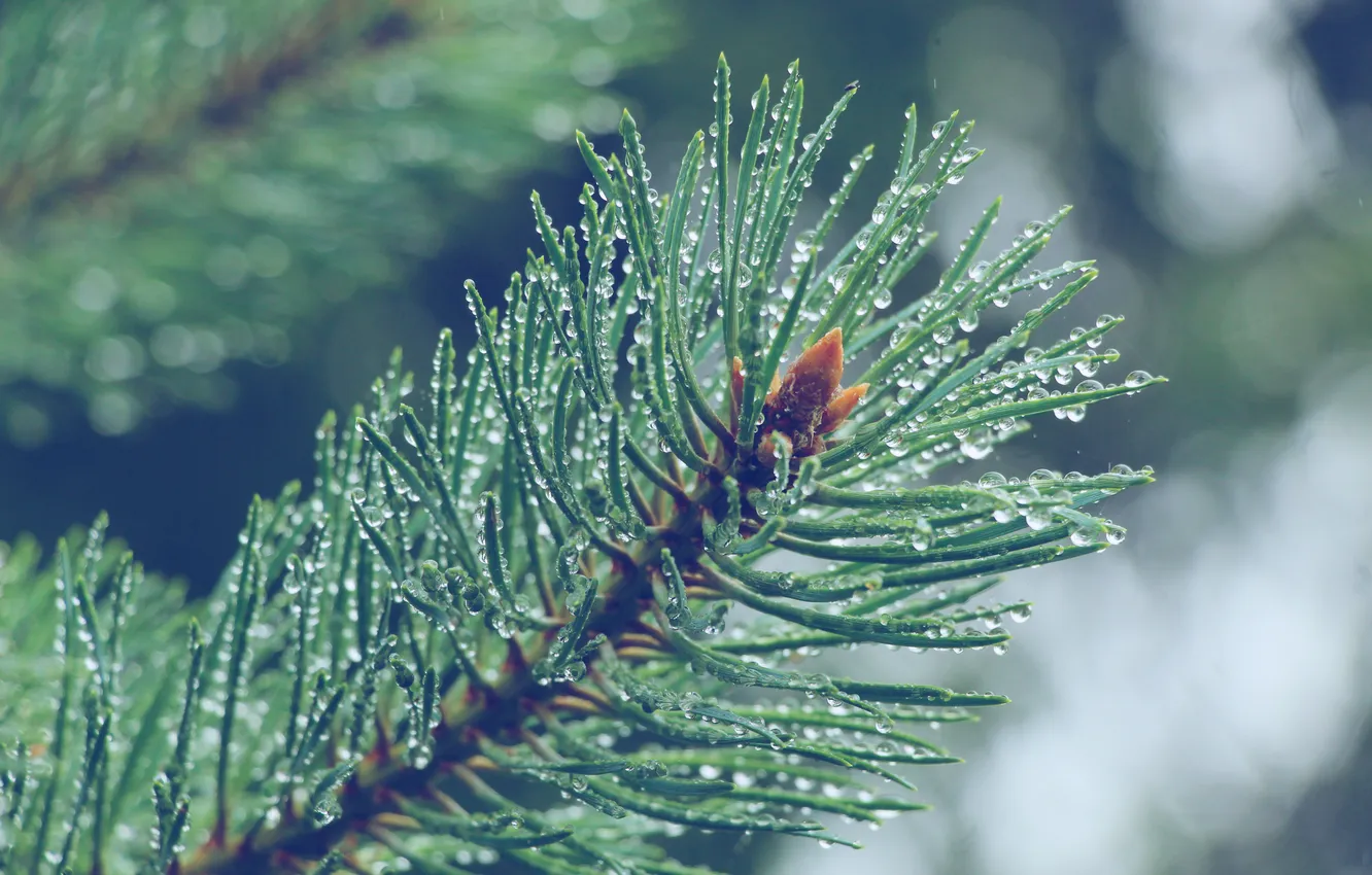 Photo wallpaper water, drops, pine, twig