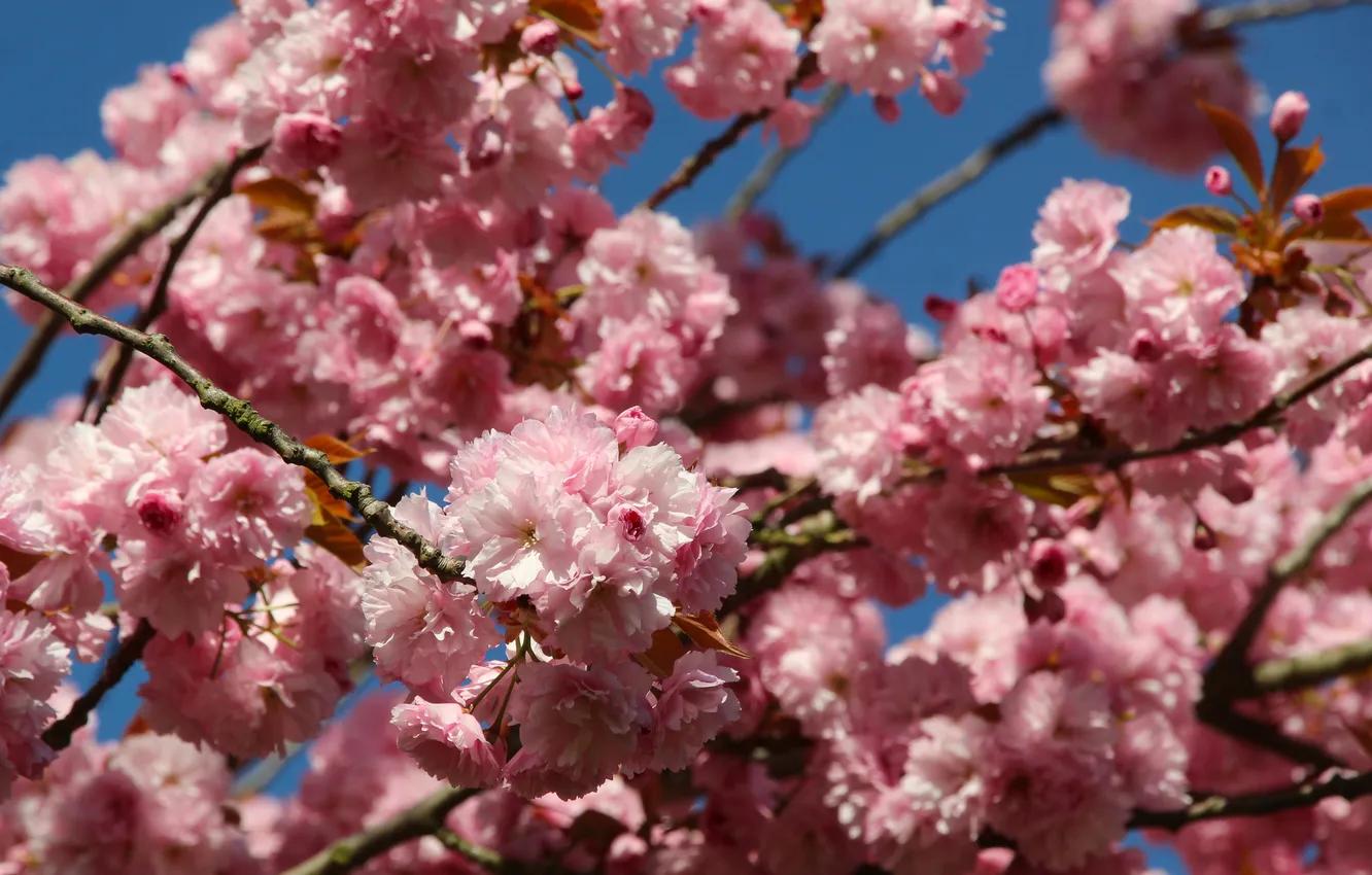 Photo wallpaper pink, spring, blooming