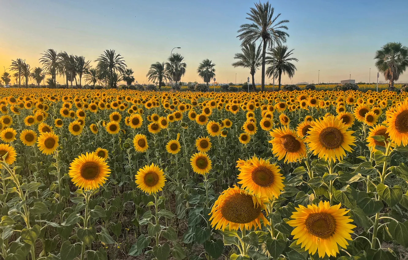 Photo wallpaper flowers, palm trees, field, summer, the sky, sunflowers