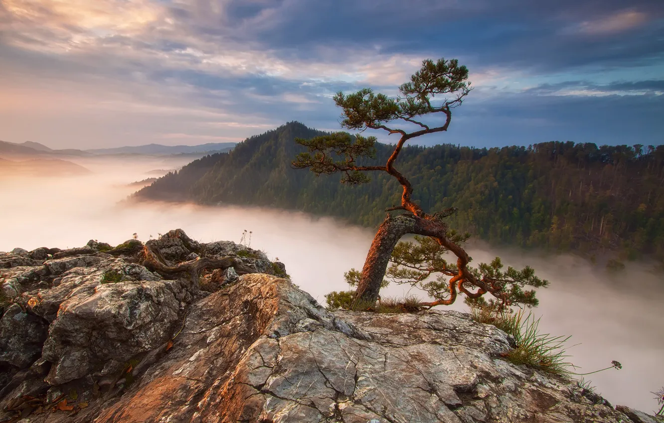Photo wallpaper forest, mountains, fog, rocks, Poland, pine, Sokolica