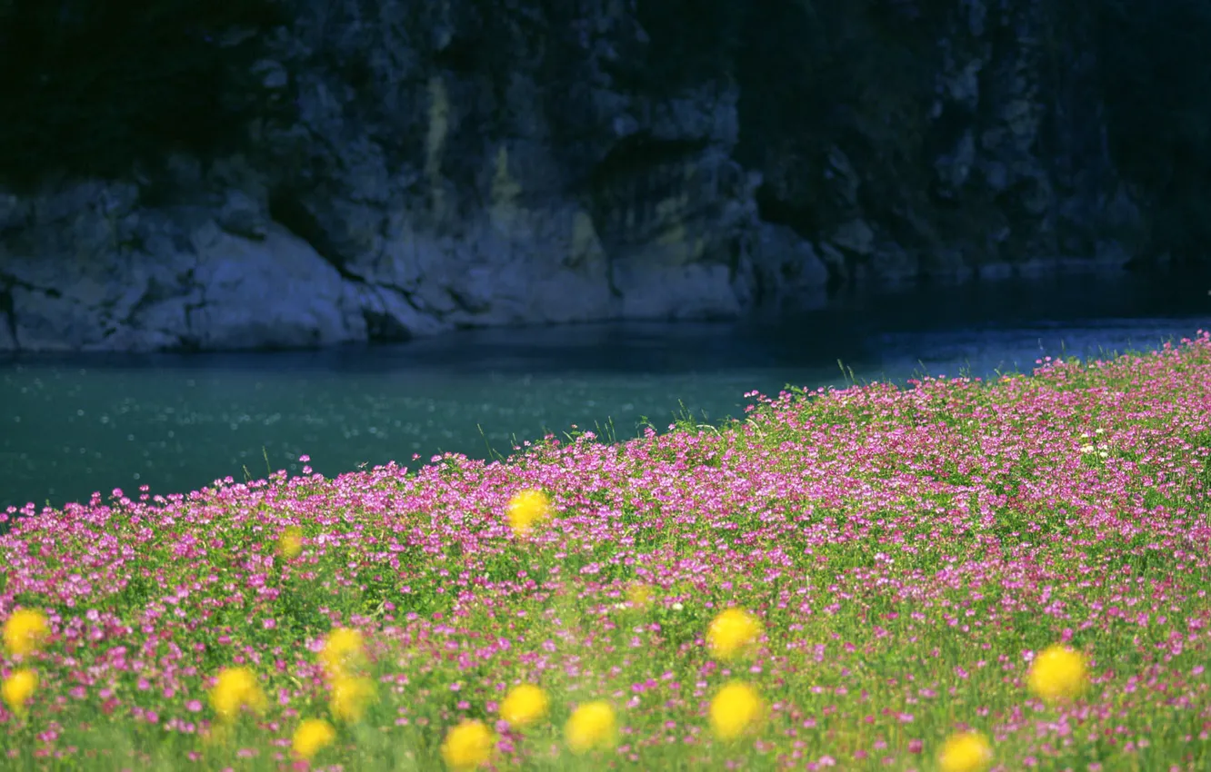 Photo wallpaper field, grass, water, landscape, flowers, nature, river, photo