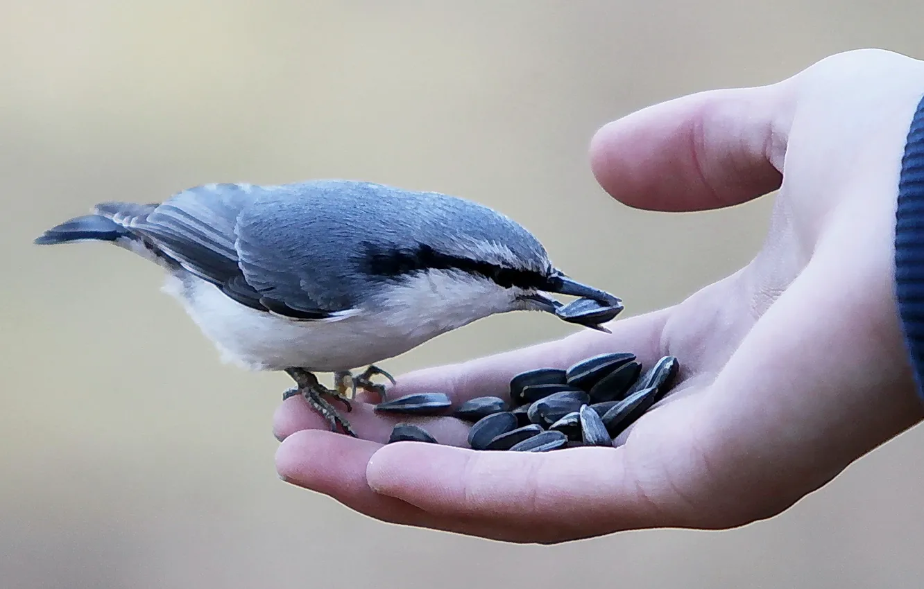 Photo wallpaper nature, bird, people