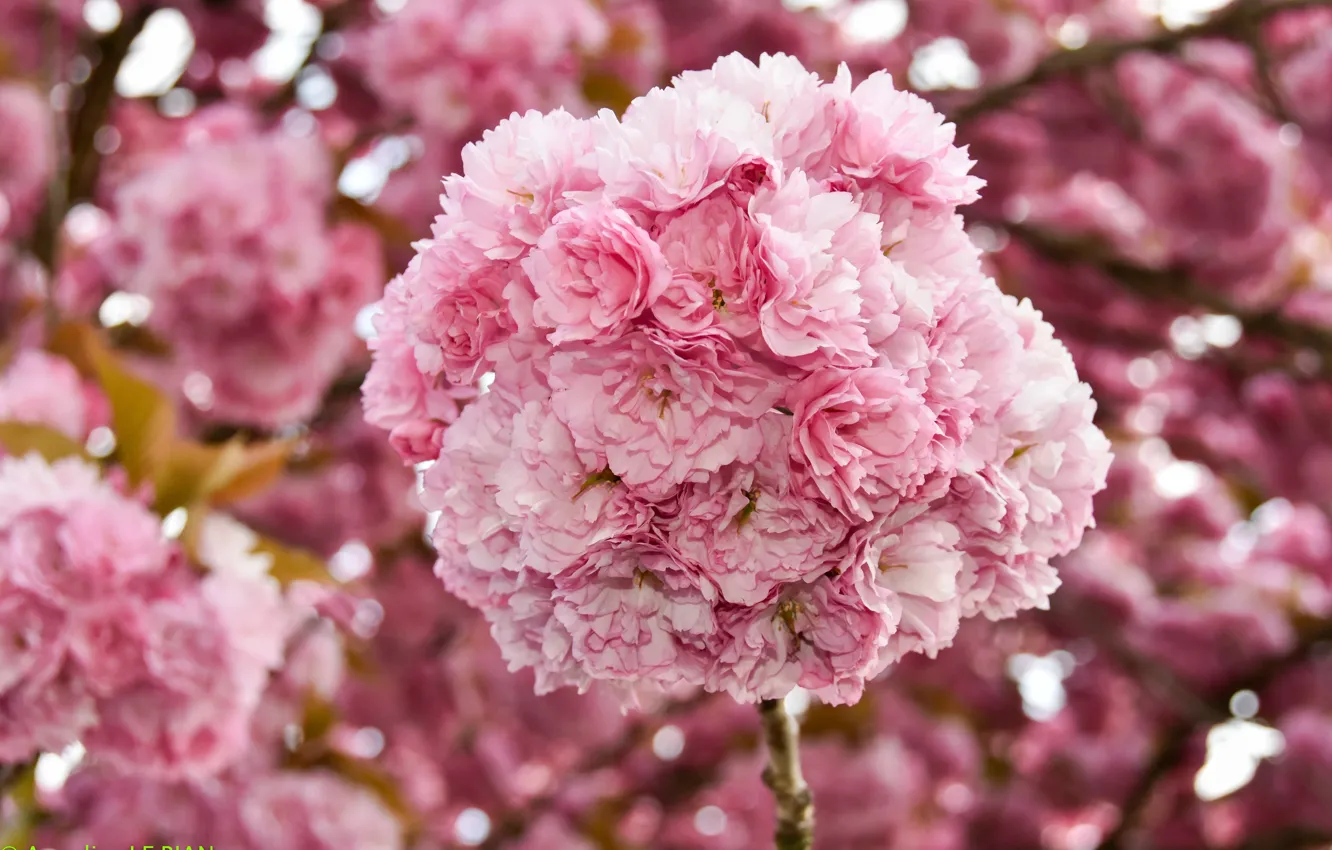 Photo wallpaper flowers, cherry, spring, Sakura