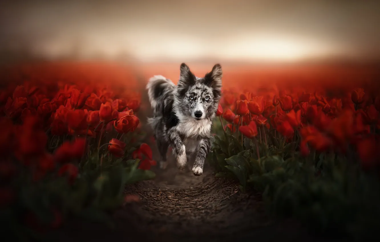 Photo wallpaper field, look, flowers, red, nature, dog, spring, running