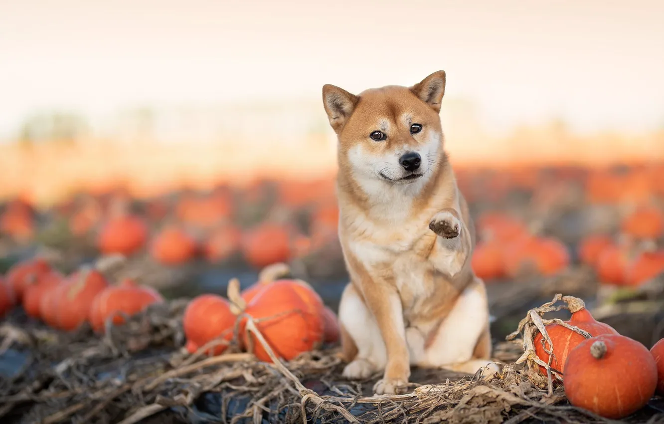 Photo wallpaper field, autumn, the sky, look, pose, legs, dog, harvest