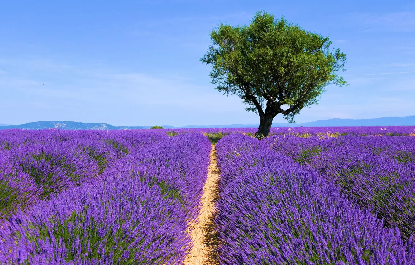 Photo wallpaper flowers, tree, lavender, plantation, lavender field
