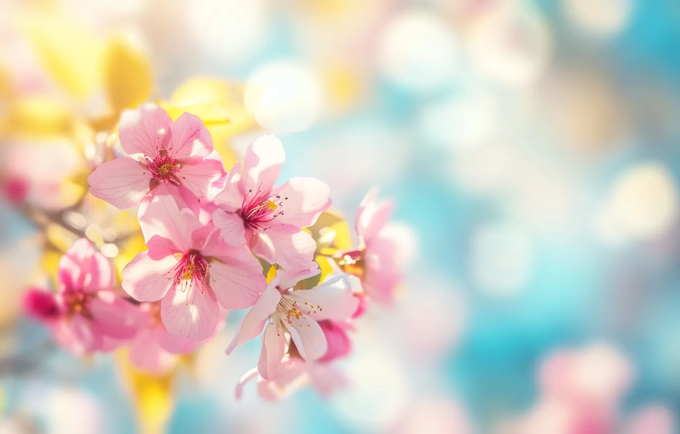 Photo wallpaper flowers, spring, flowering, pink, blossom, flowers, beautiful, spring