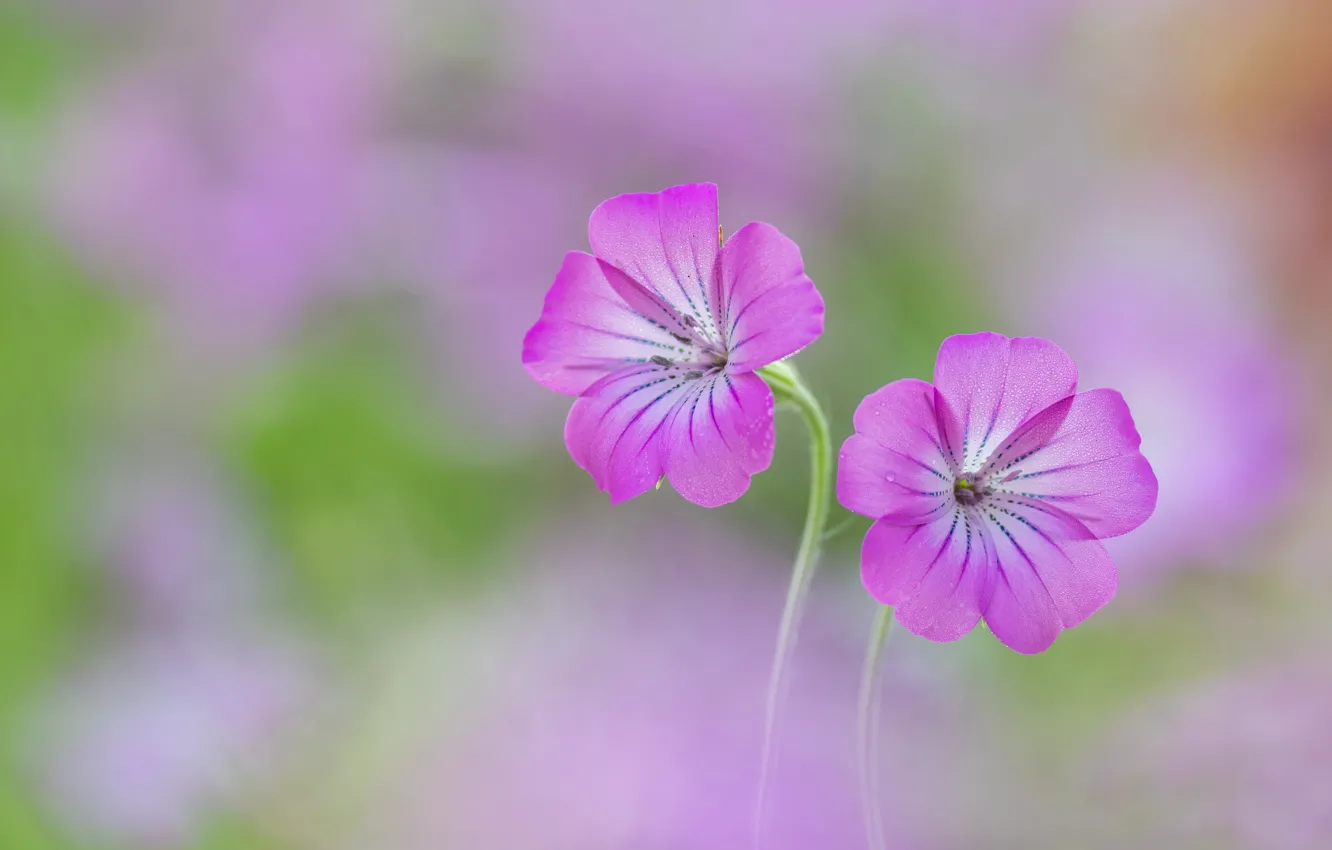 Photo wallpaper flowers, pink, Duo
