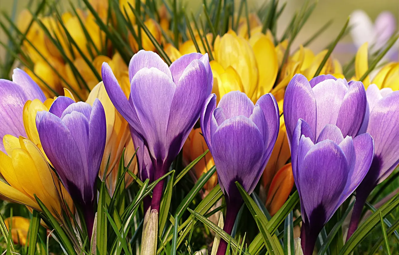 Photo wallpaper leaves, flowers, yellow, spring, garden, crocuses, flowerbed, lilac