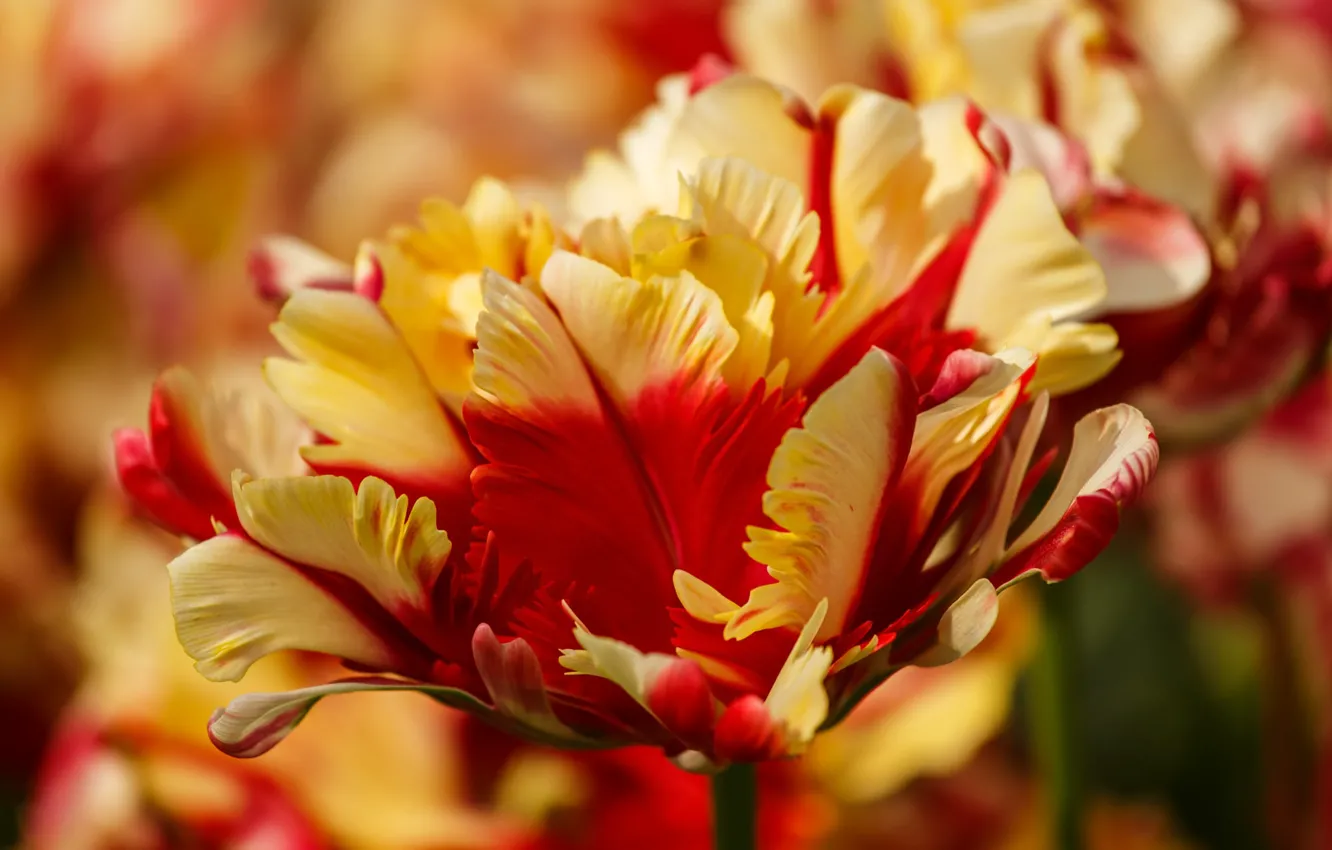 Photo wallpaper macro, flowers, spring, petals, tulips, bokeh, two-tone, yellow-red