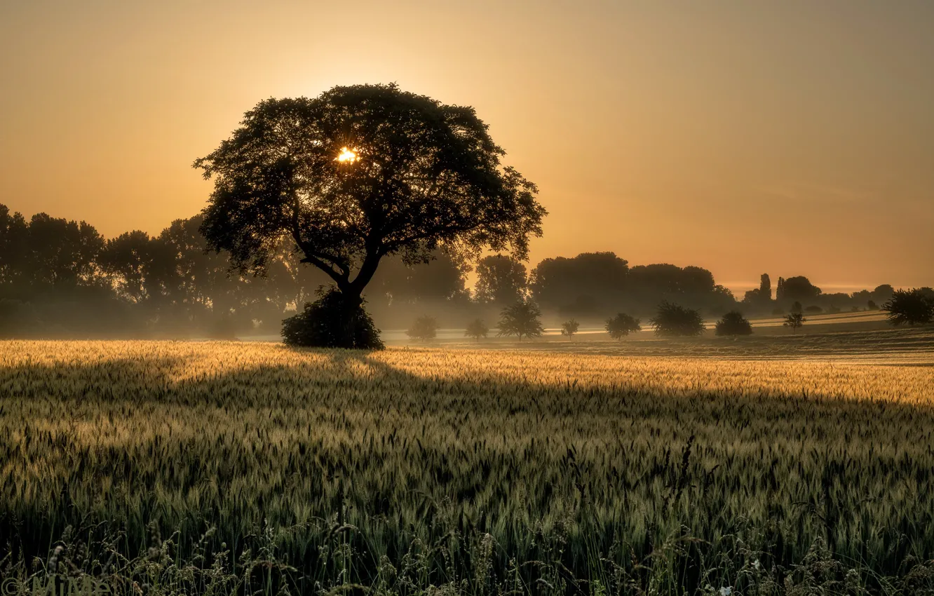 Photo wallpaper trees, fog, morning