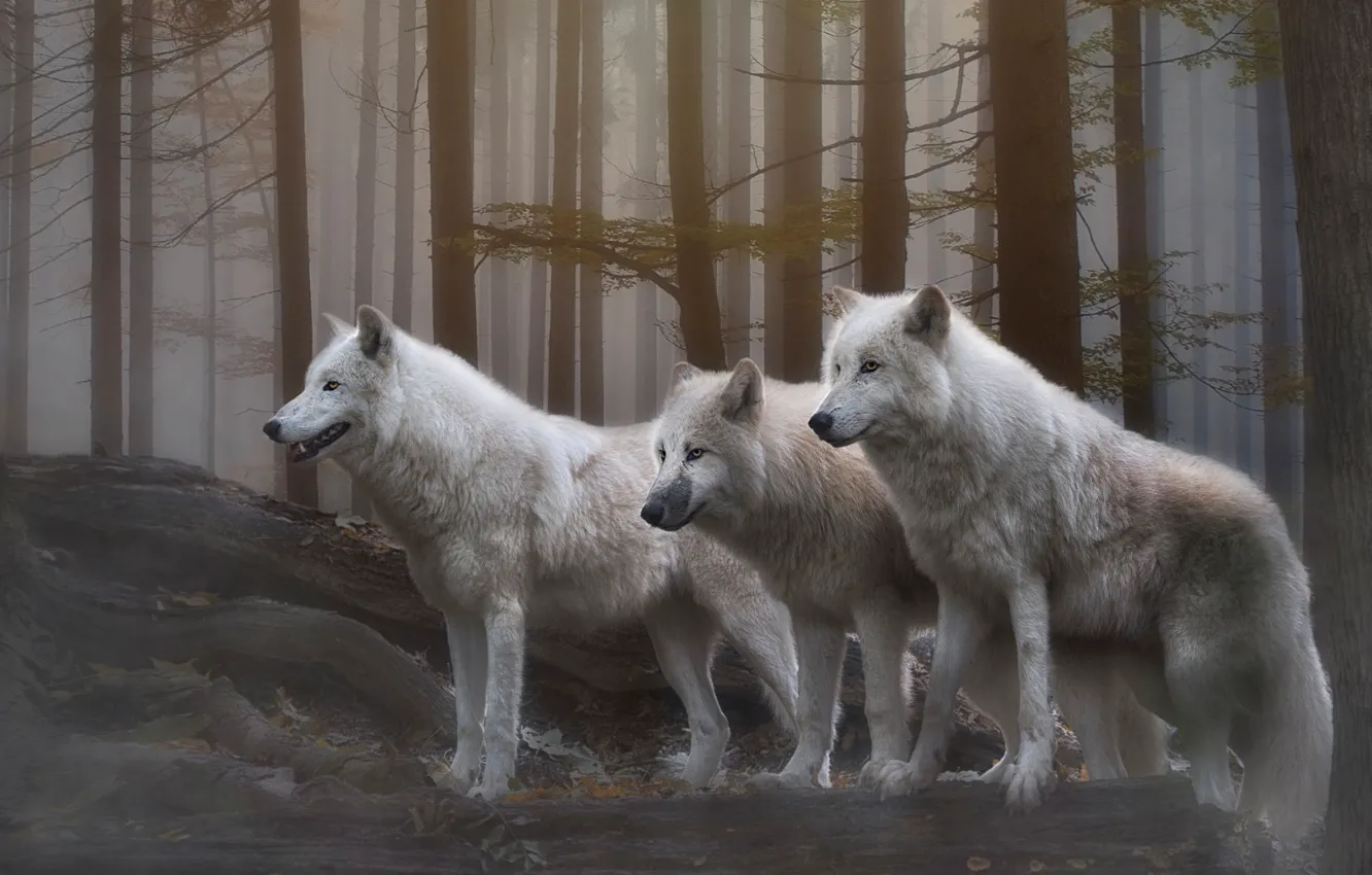 Photo wallpaper forest, look, trees, branches, fog, wolf, treatment, pack
