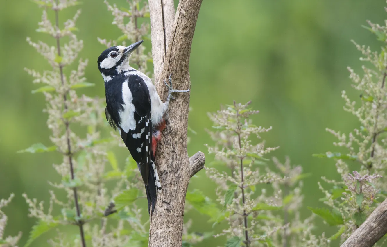 Photo wallpaper greens, branches, wings, woodpecker