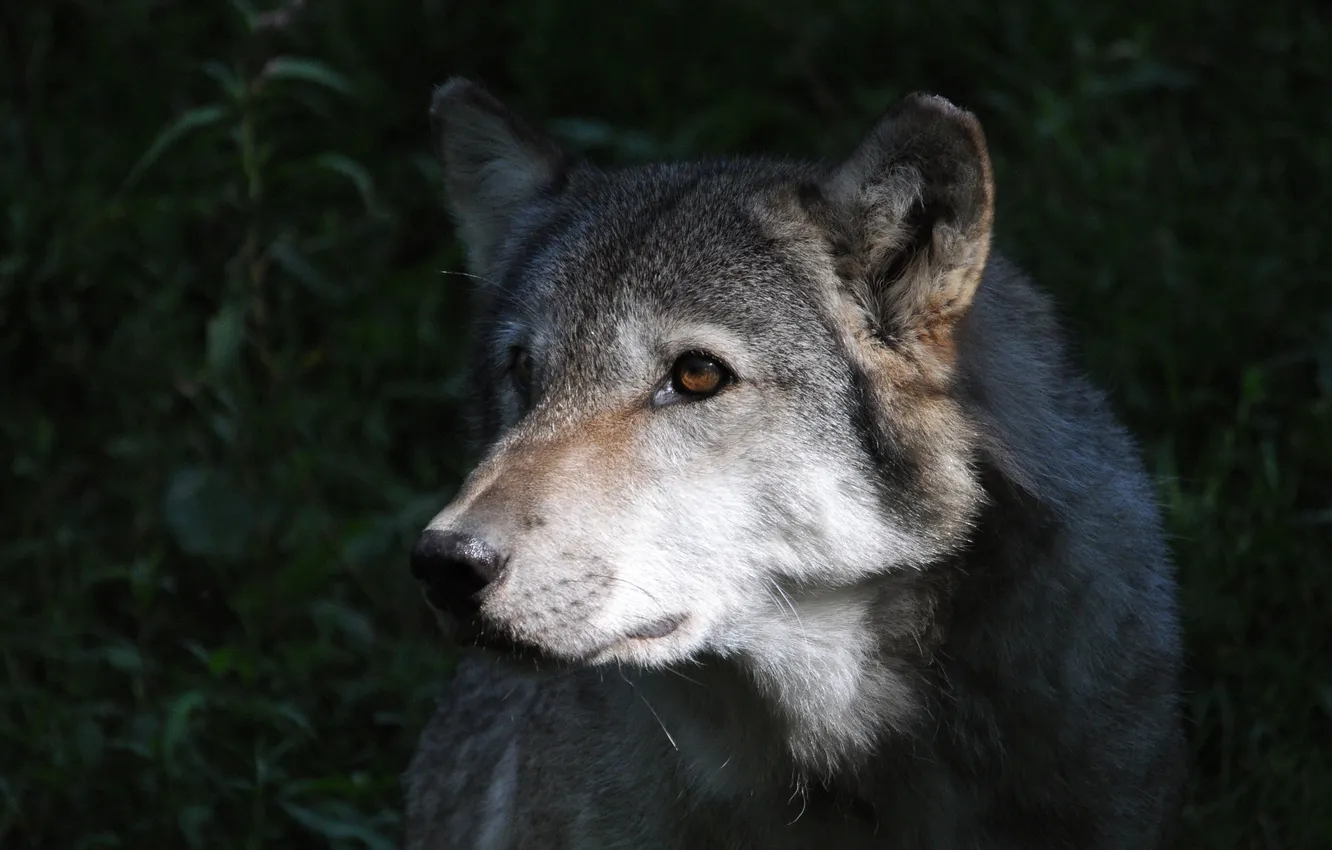 Photo wallpaper grey, wolf, predator, lighting