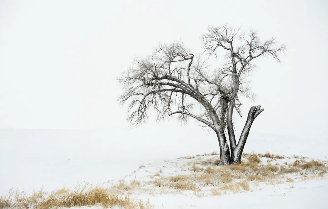 Photo wallpaper winter, snow, trees