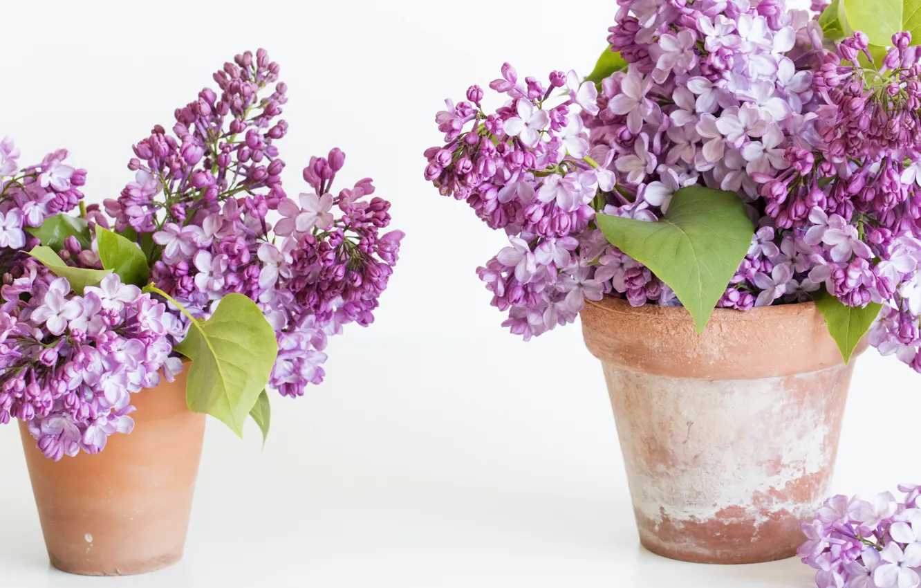 Photo wallpaper flowers, bouquet, pot, lilac