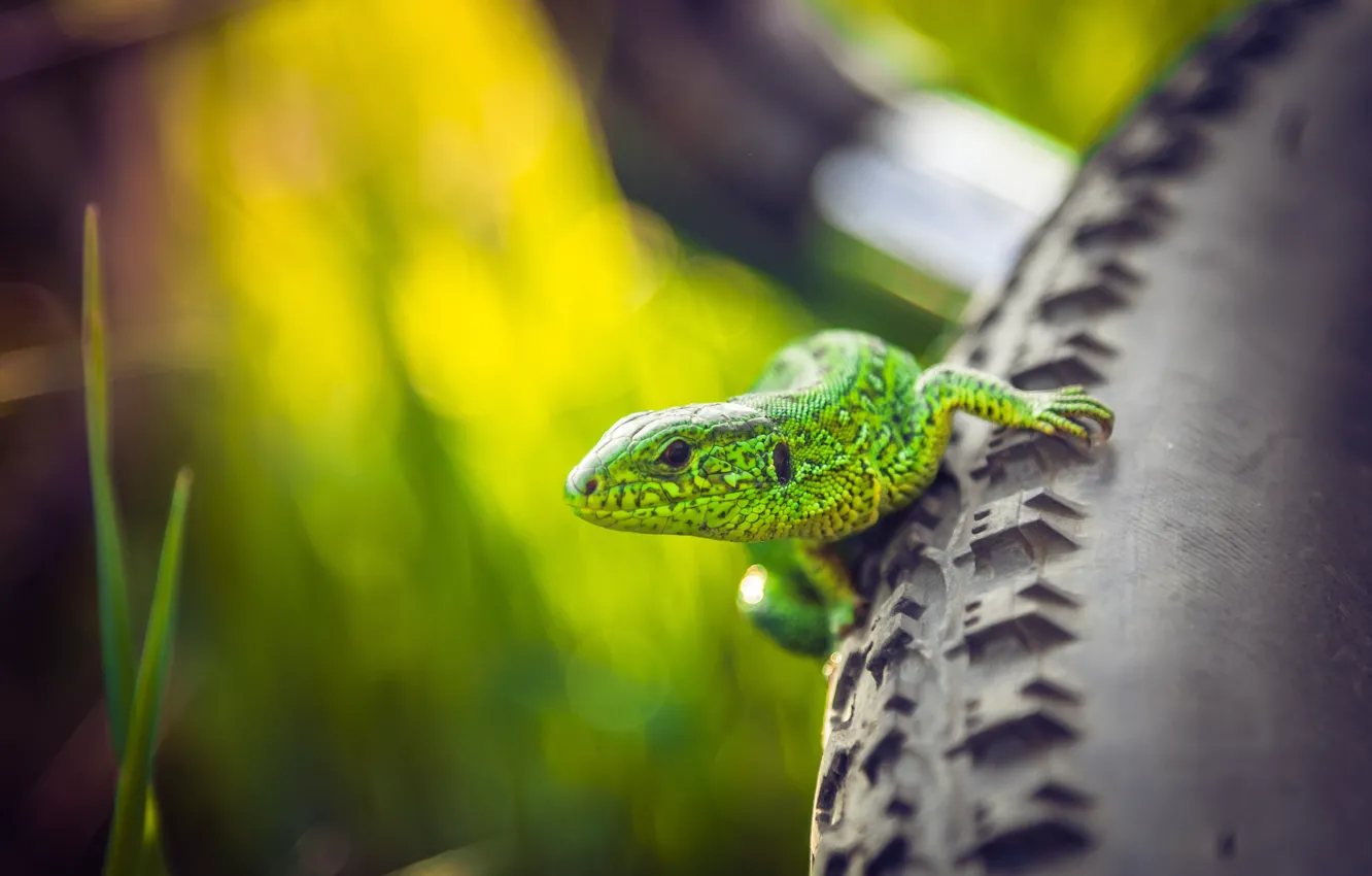 Photo wallpaper summer, grass, macro, bike, wheel, lizard