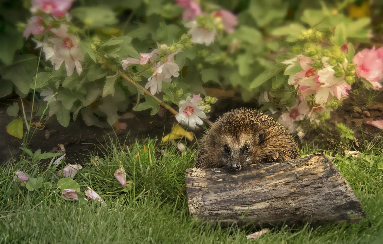 Photo wallpaper summer, grass, flowers, nature, treatment, blur, garden, log