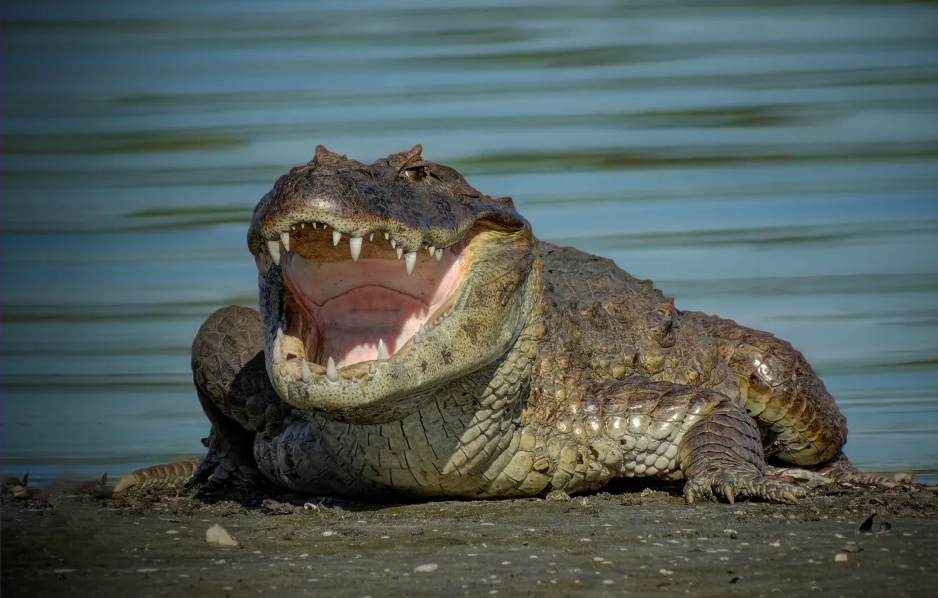 Photo wallpaper crocodile, mouth, teeth, Caiman