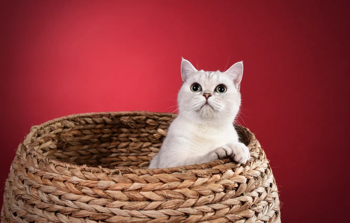 Photo wallpaper cat, look, sitting, basket