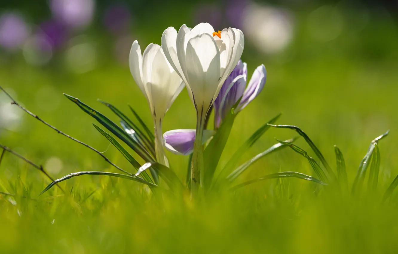 Photo wallpaper light, glade, spring, crocuses, white