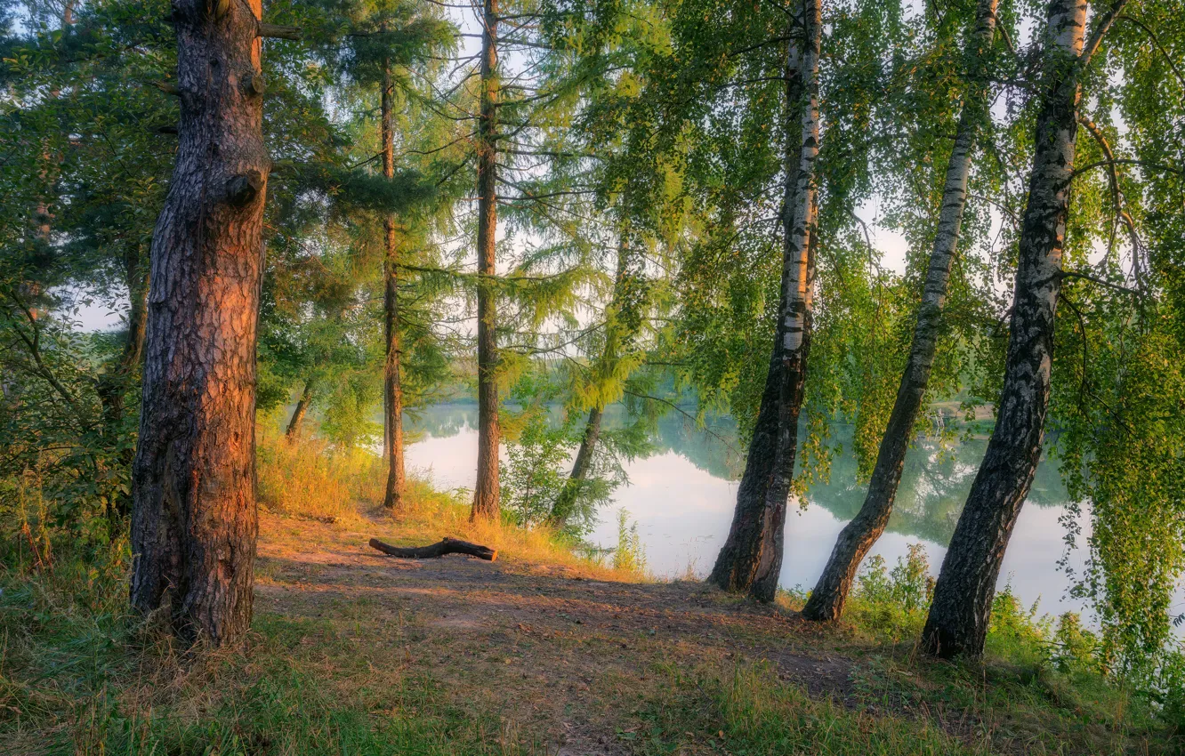 Photo wallpaper forest, shore, pond