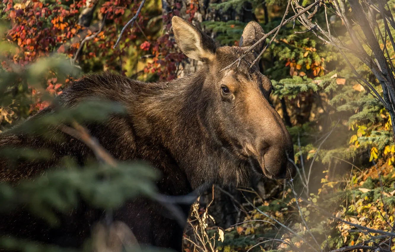 Photo wallpaper autumn, forest, face, leaves, light, branches, portrait, moose