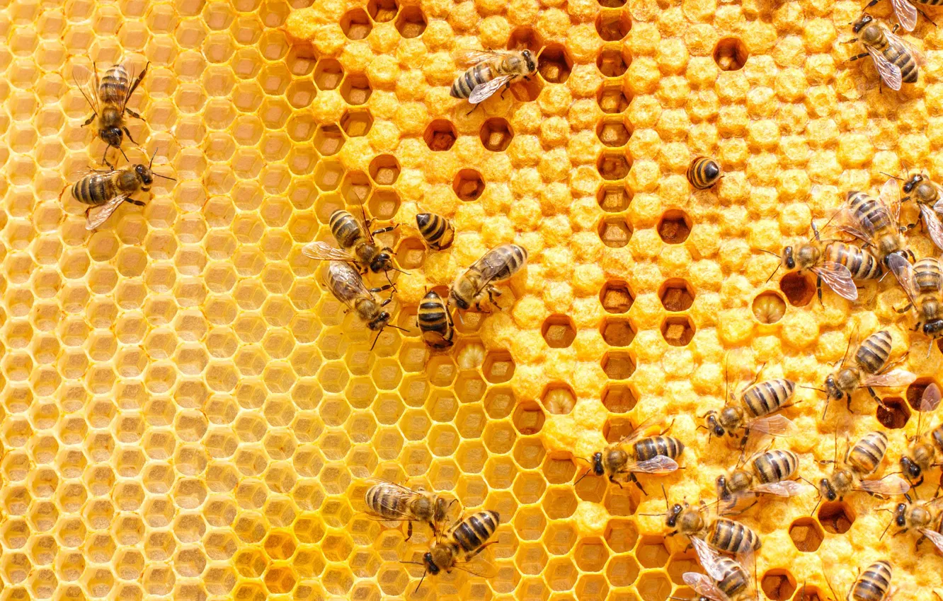 Photo wallpaper macro, insects, bee, cell, bees, honey, beehive, women
