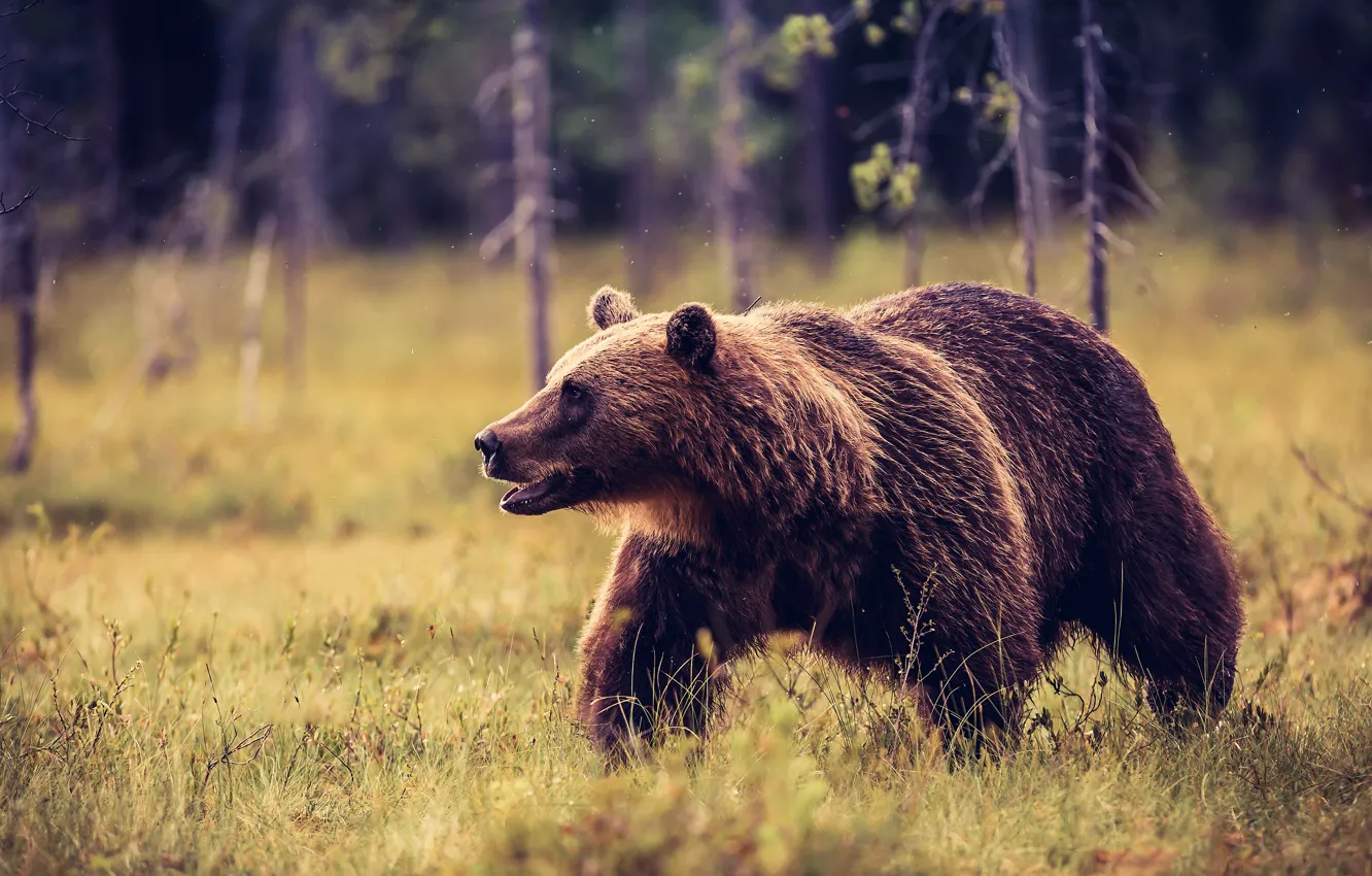 Photo wallpaper forest, grass, look, trees, nature, pose, background, glade