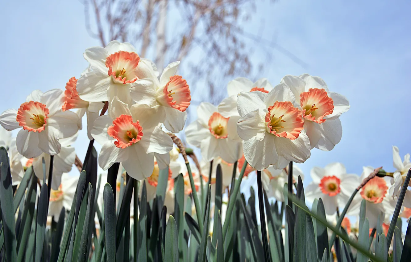 Photo wallpaper Flowers, Spring, Flowering, Daffodils