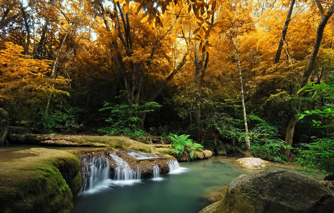 Photo wallpaper autumn, forest, trees, stream, waterfall, moss, the bushes