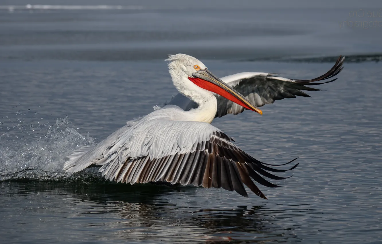 Photo wallpaper bird, pond, Pelican