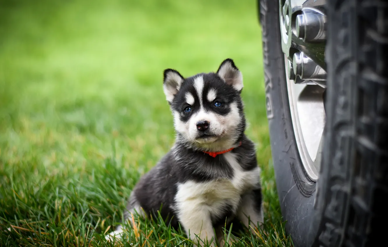 Photo wallpaper grass, look, pose, background, dog, wheel, baby, puppy