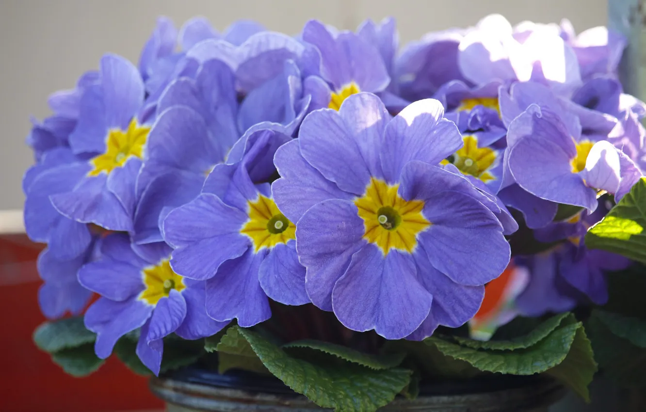 Photo wallpaper flowers, lilac, Primula