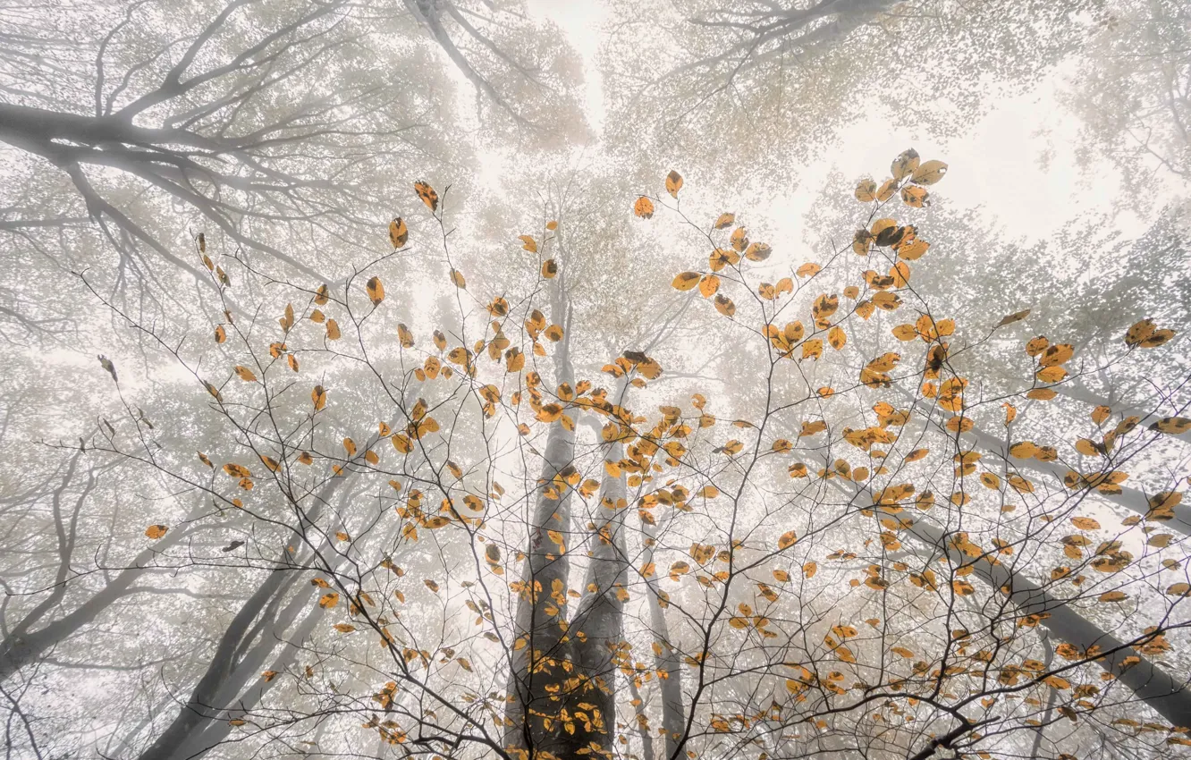 Photo wallpaper autumn, forest, trees, branches, nature, foliage, haze