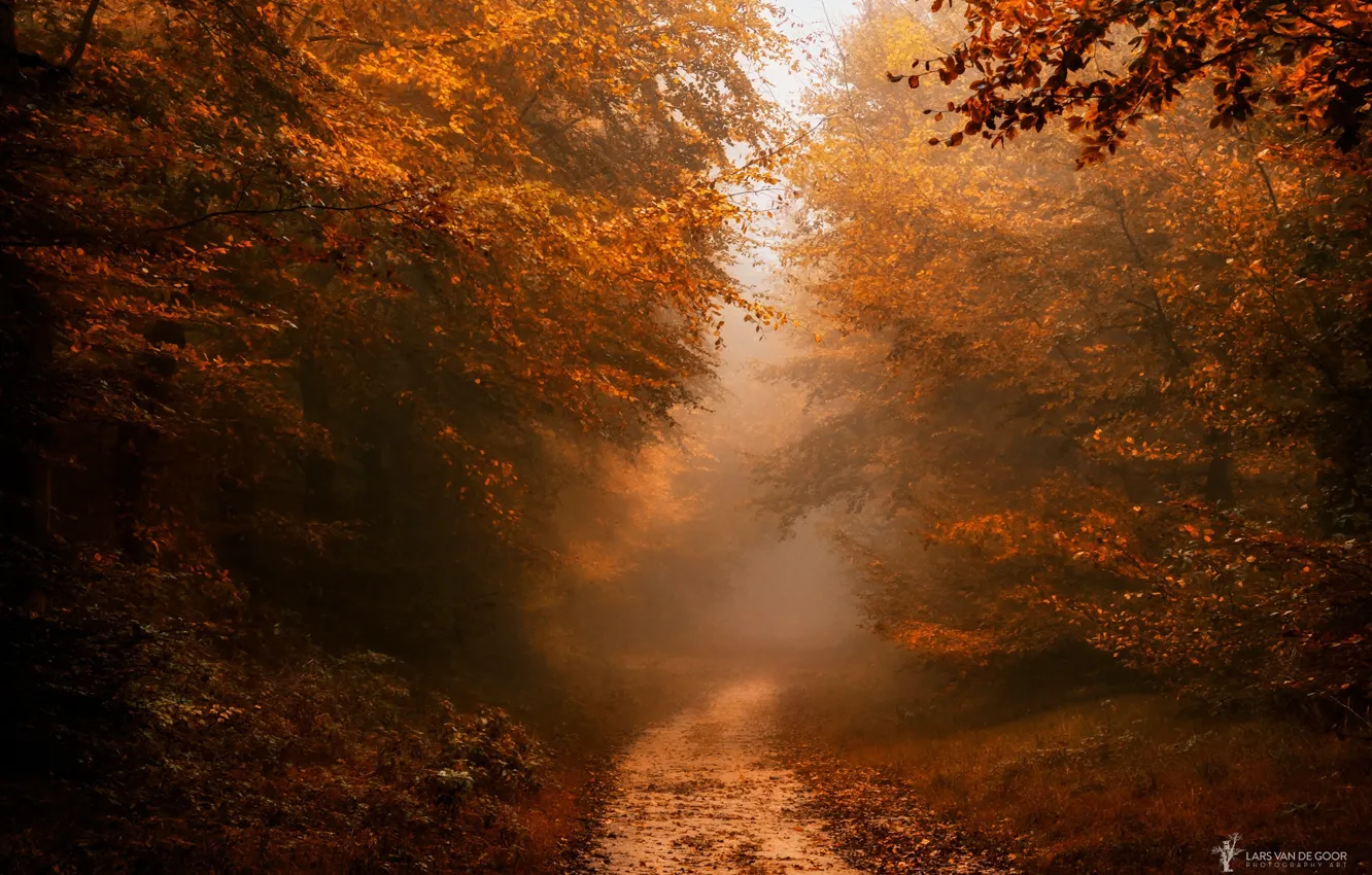 Photo wallpaper autumn, forest, nature, path