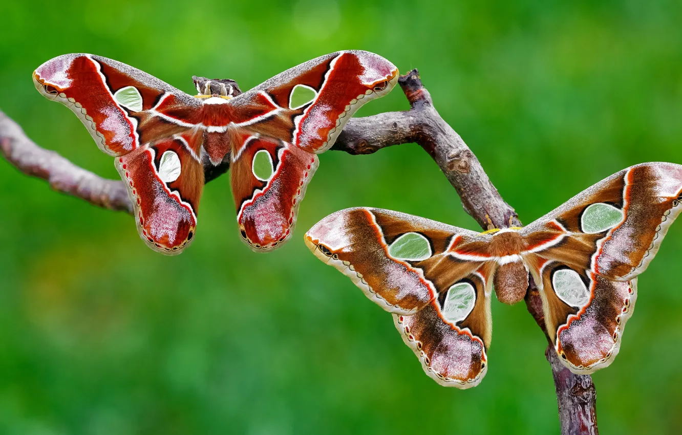 Photo wallpaper macro, branches, green, background, pattern, butterfly, two, insect