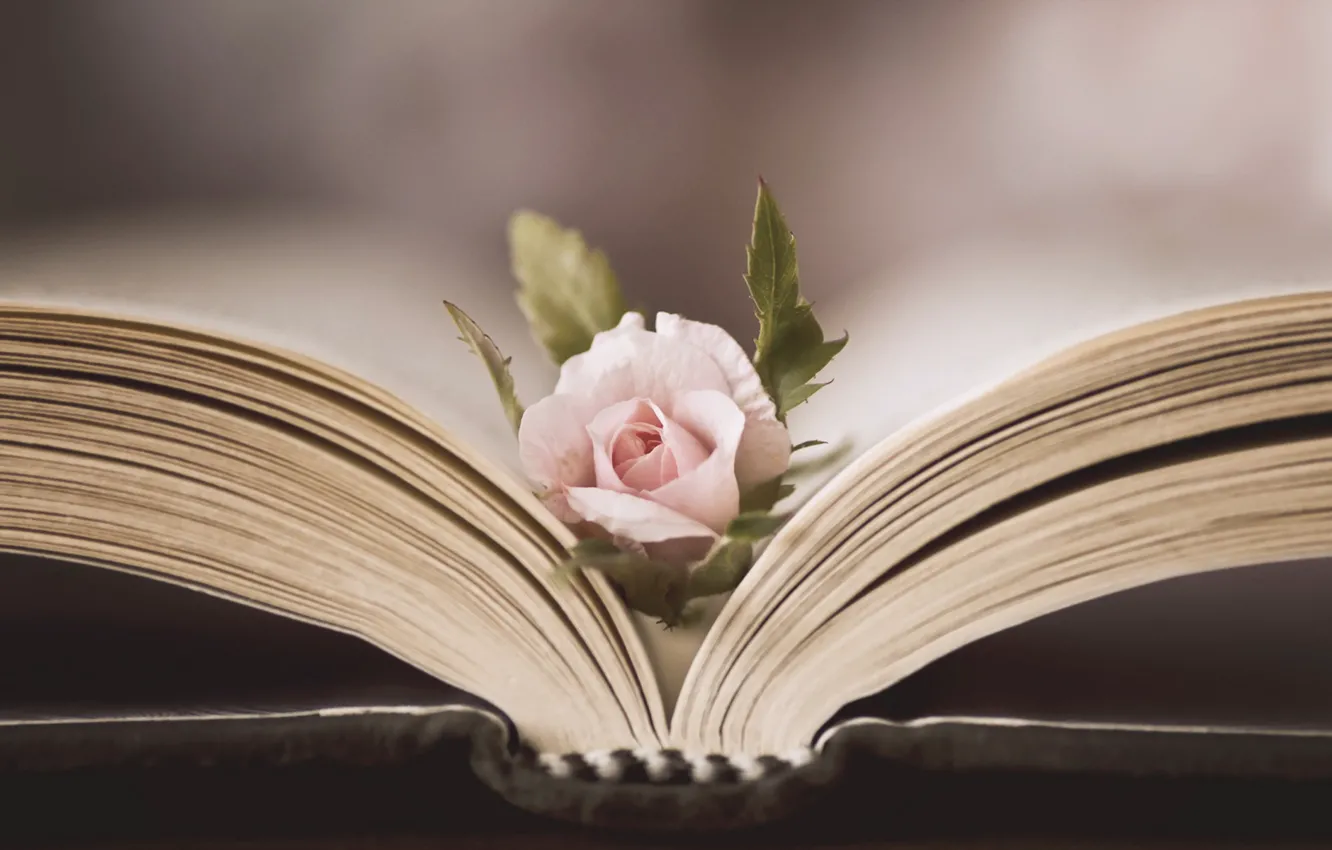 Photo wallpaper flowers, roses, book