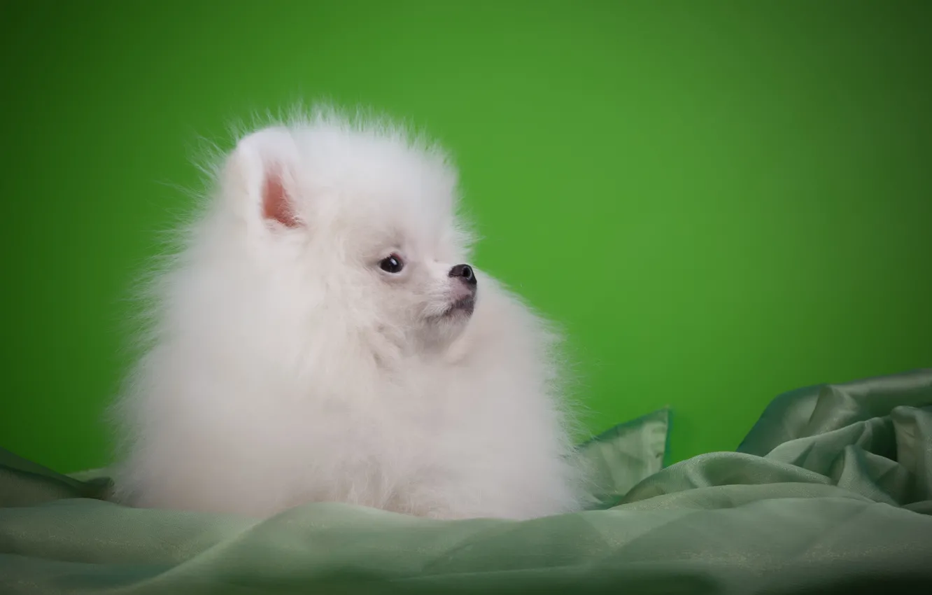 Photo wallpaper background, baby, puppy, fabric