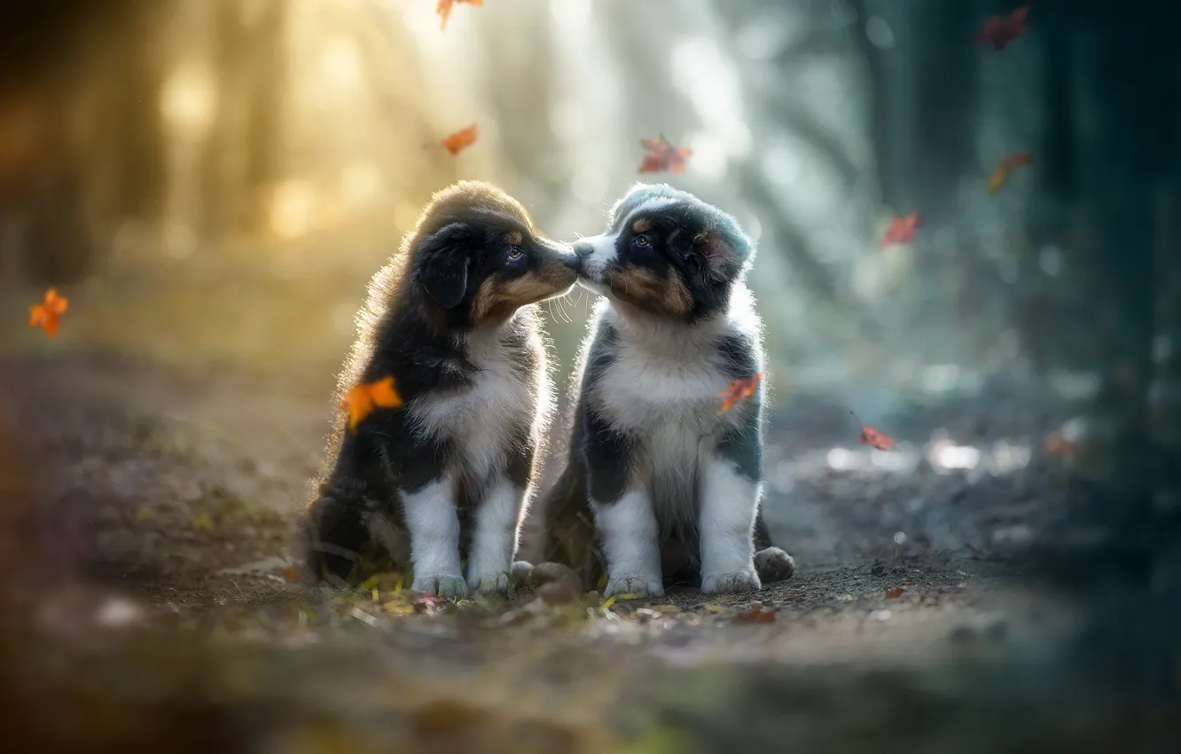 Photo wallpaper autumn, dogs, leaves, puppies, a couple, bokeh