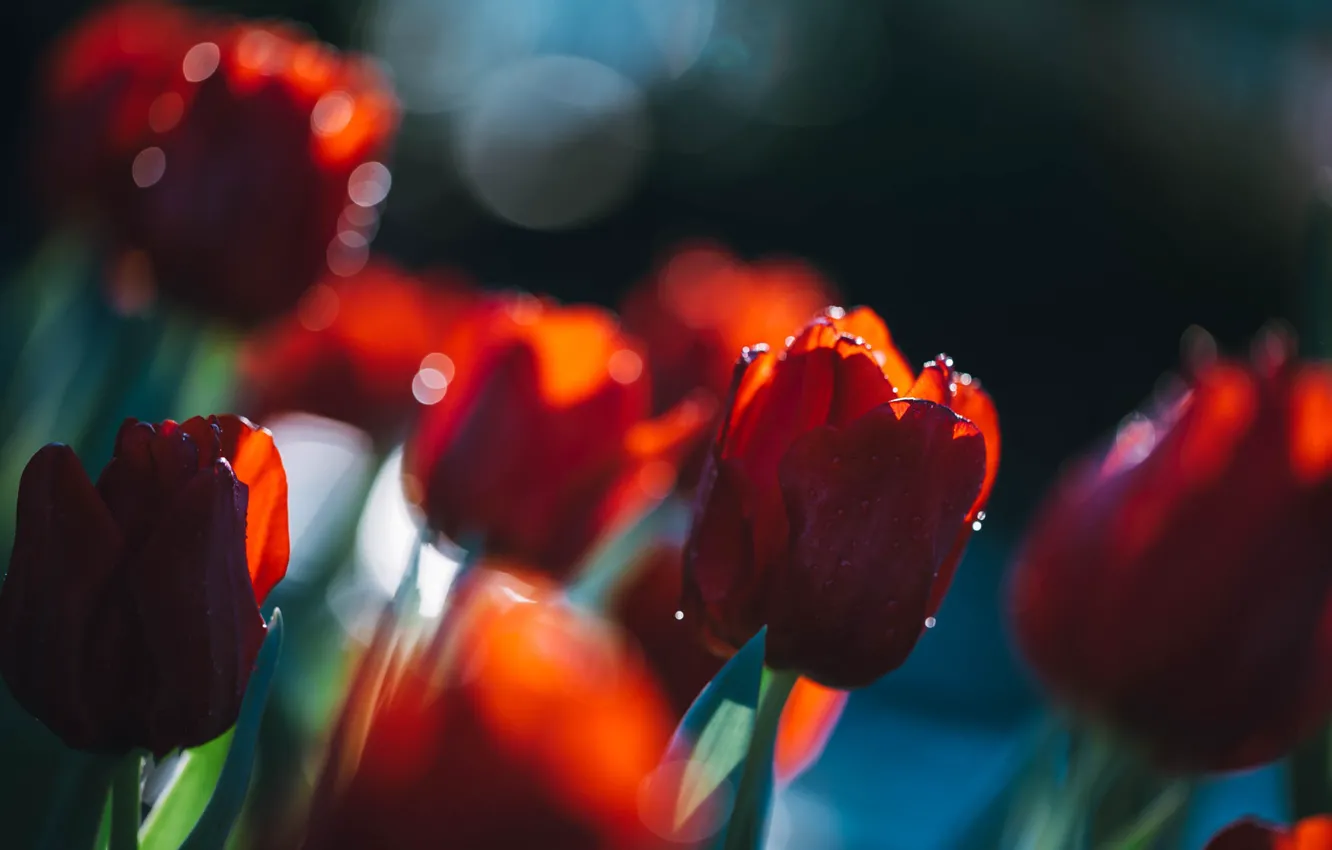 Photo wallpaper light, red, blur, spring, garden, tulips, buds, flowerbed