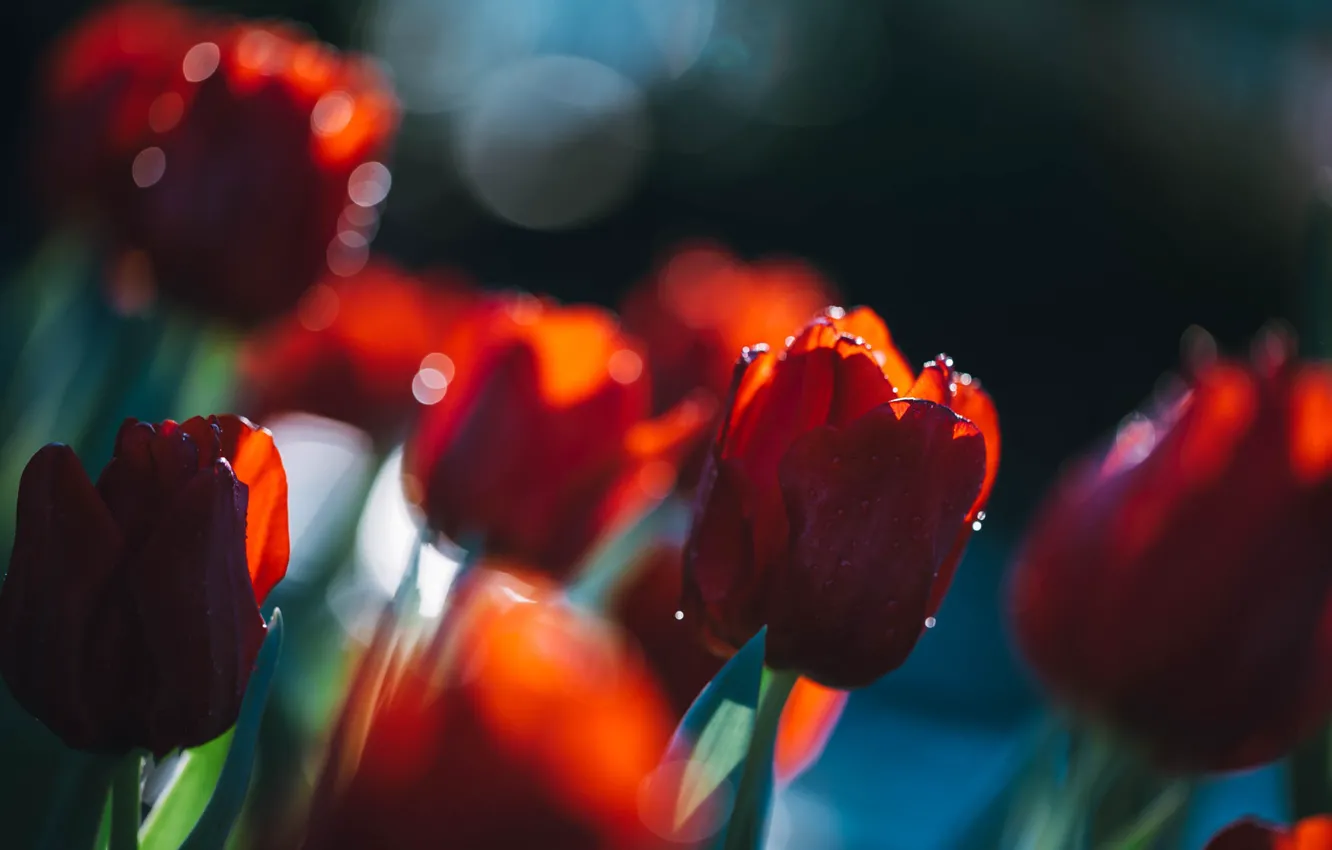 Photo wallpaper light, blur, spring, garden, tulips, red, buds, flowerbed