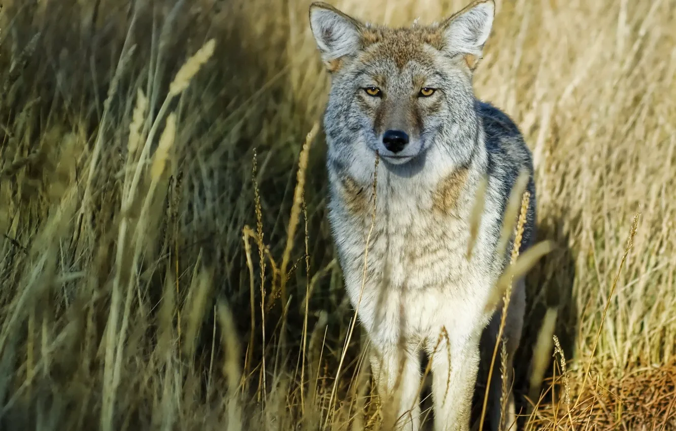 Photo wallpaper grass, look, wolf