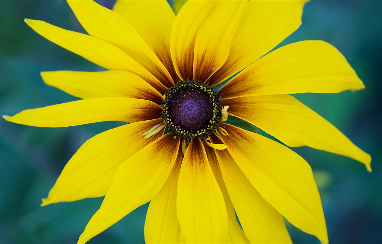 Photo wallpaper flowers, macro, yellow, rudbeckia